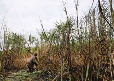 16 000 jobs lost due to sugar tax, claims Canegrowers